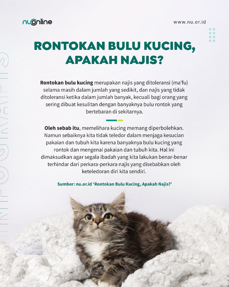 Apakah Rontokan Bulu Kucing itu Najis?